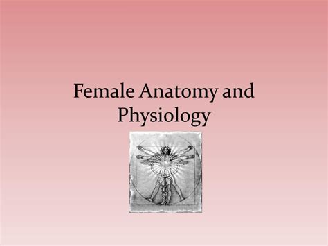 Ppt Female Anatomy And Physiology Powerpoint Presentation Id1958102