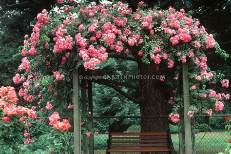 Climbing Roses American Pillar Plant And Flower Stock Photography