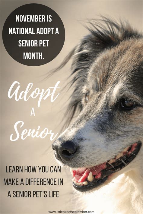 Adopt A Senior Dog Month