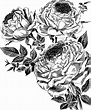Drawing of Roses vector clipart image - Free stock photo - Public ...