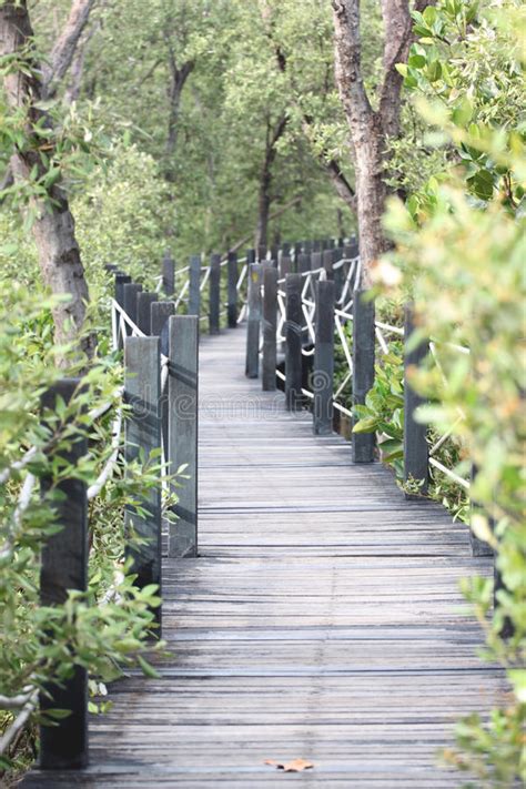 Mangrove Forest Wooden Walkway Stock Photo Image Of Walkway Nature