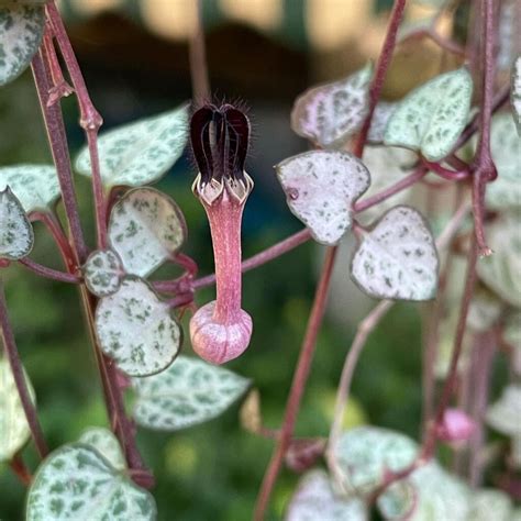 String Of Hearts Plant Ceropegia Woodii Care How To Take Care