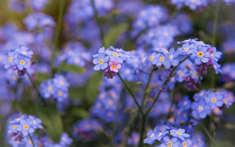 Forget Me Not 7 Wallpaper Flower Wallpapers 37824