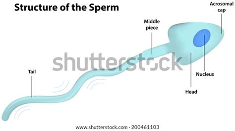 Sperm Cell Labeled Diagram Stock Vector Royalty Free 200461103