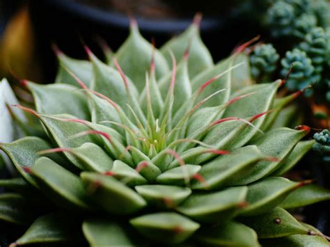 I am very picky about who works on my cars and i don't have to worry when i go to star for my detailing service. Graptoveria 'Silver Star' | World of Succulents