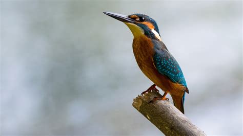 1920x1080 Kingfisher 4k Laptop Full Hd 1080p Hd 4k Wallpapers Images