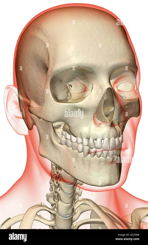 The Bones Of The Head And Neck Stock Photo Royalty Free Image