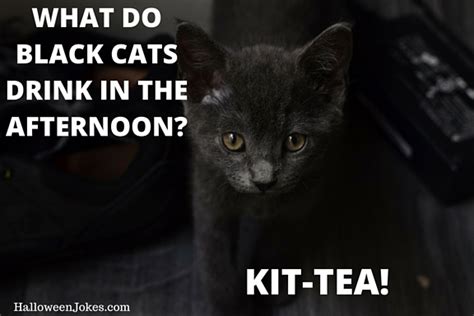 Cute Black Cat Meme Joke