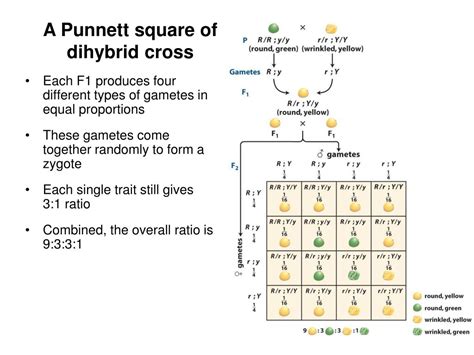 Dihybrid Punnett Square Genotype Ratio New Tests Punnett Square