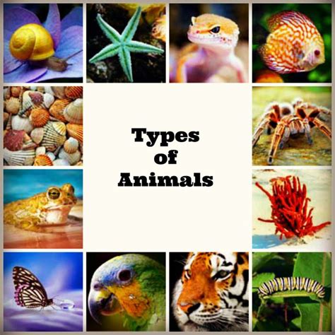 An Image Of Many Different Types Of Animals In The Sa