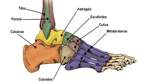 Anatomia Humana Huesos Del Pie