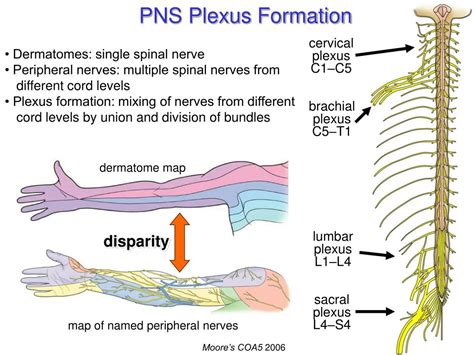 Ppt Peripheral Nervous System 1 The Somatic System Powerpoint