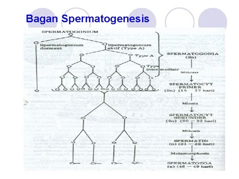 Spermatogenesis Dan Semen Ternak Spermatogenesis Pembentukan Dan Perkembangan