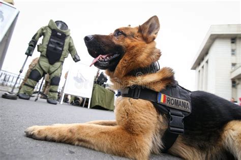 German Shepherd Army Dog Trained To Detect Explosives Editorial Stock