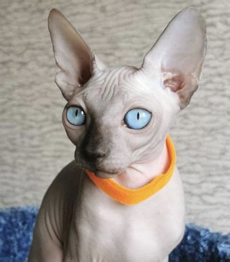 Mink Seal Point Sphynx In 2022 Sphynx Cat Sphynx Kitty