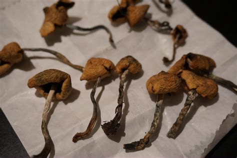 Dried Magic Mushrooms Identification