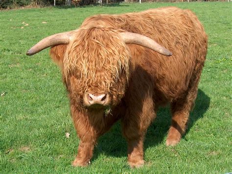 Filecow Highland Cattle Wikimedia Commons
