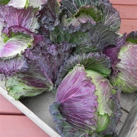 With a frost, the water within plant tissue may or may not actually freeze, depending on other conditions. Marabel F1. original hybrid January King type, green semi ...