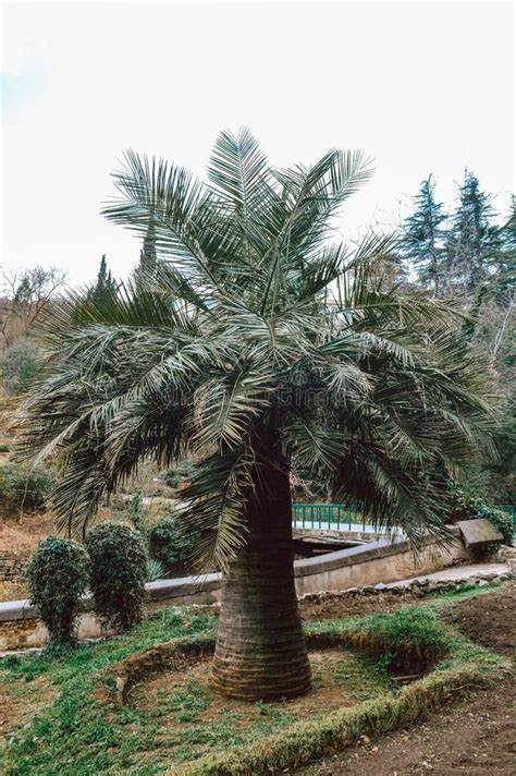 Big Palm Tree In Tbilisi Botanical Park Stock Image Image Of Flower