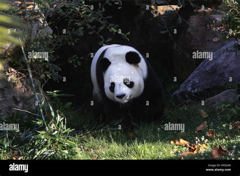 Giant Panda Ailuropoda Melanoleuca Stock Photo Alamy