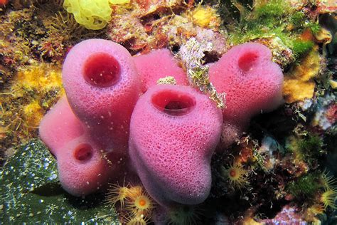 22 Phylum Porifera