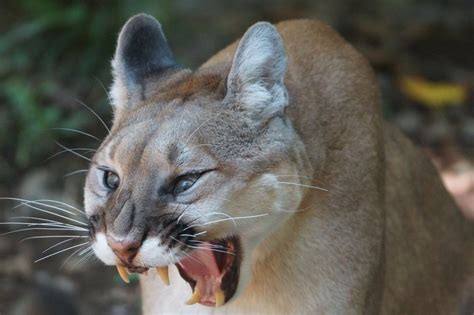 Cougar Breaks Into Washington House And Passes Out In Kitchen Sink