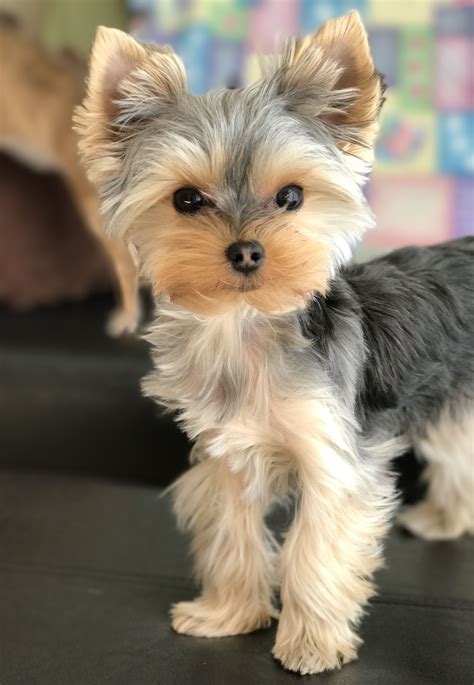 Teacup Yorkie Short Hair Teacup Yorkie