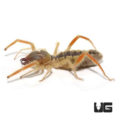 Featherleg Camel Spiders Paragalodes Sp For Sale Underground Reptiles