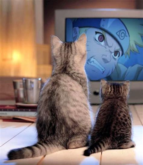 Even Cats Watch Naruto Anime Amino