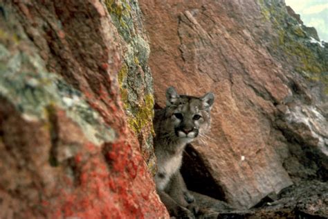 Fws Confirms The Eastern Cougar Went Extinct
