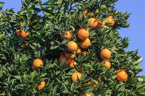 Washington Navel Orange Tree Food Gardening Network