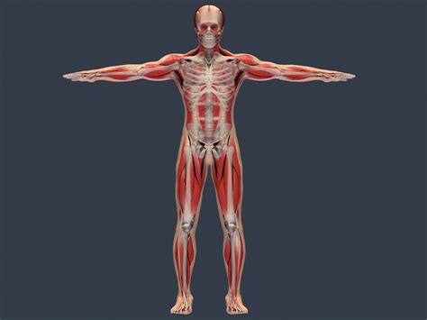 Human Body Anatomy Skeleton Muscle Skin