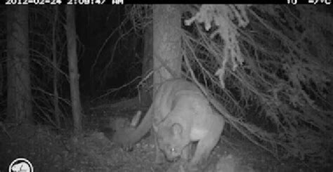 Man Fights Off Cougar With Skateboard Canada News