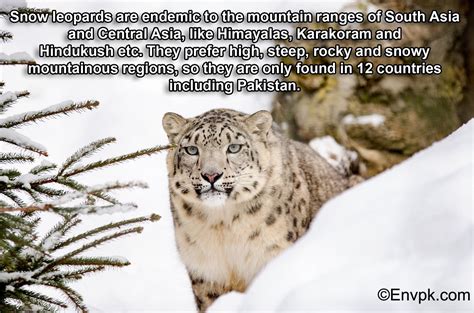 15 Interesting Cool Facts About Snow Leopards In Pictures