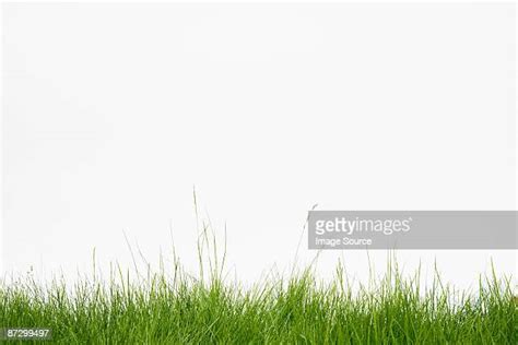 Grass Blade Photos And Premium High Res Pictures Getty Images