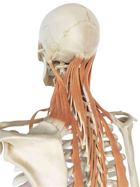 Back Of Neck Anatomy Bones Conditions And Treatments The Motion Of