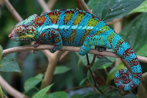 Symbolic Chameleon Meanings On Whats Your Sign