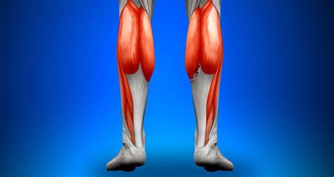 Calf Strain Torn Calf Muscle Treatment
