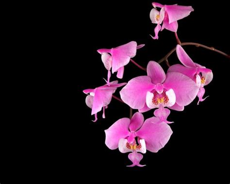 Free Download Orchid Flowers Wallpaper 34014998 1440x900 For Your