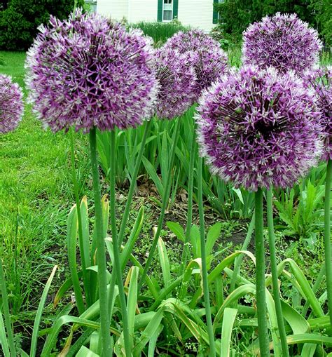 Allium Rosenbachianum Z 5 9 Heritage Flower Farm