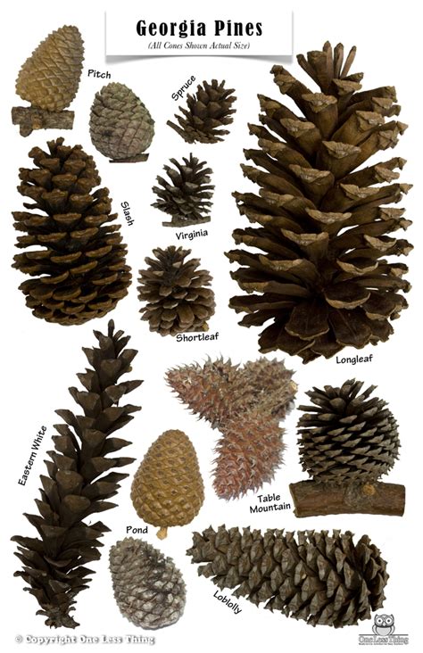 Pine Cones Of Georgia Poster Pine Cones Tree Identification Pine