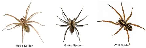 How To Get Rid Of Wolf Spiders Control And Prevention Guide