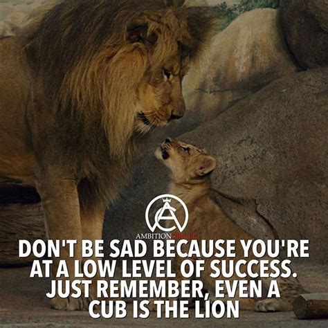 The 25 Best Lion Quotes Ideas On Pinterest Quotes On
