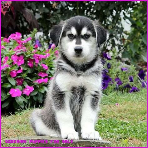 We did not find results for: Is Goberian Puppies For Sale Any Good? 10 Ways You Can Be Certain | Goberian Puppies For Sale ...