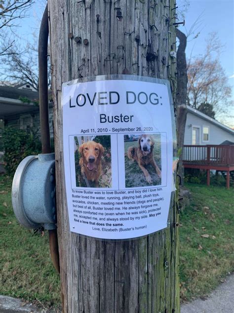 Woman Finds The Sweetest Lost Dog Poster The Dodo