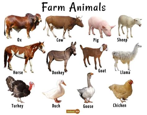 Baby Farm Animals List