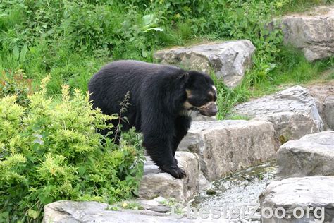 Spectacled Bear Taken In 2007 Visit Chester Zoo Chester Zoo Flickr