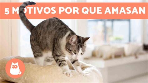 ¿por Qué Los Gatos Amasan 😼 Origen Y 5 Significados Actualizado 2019