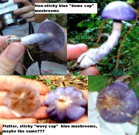 Blue Mushrooms Safe Shroom Hunters Asking For Help From