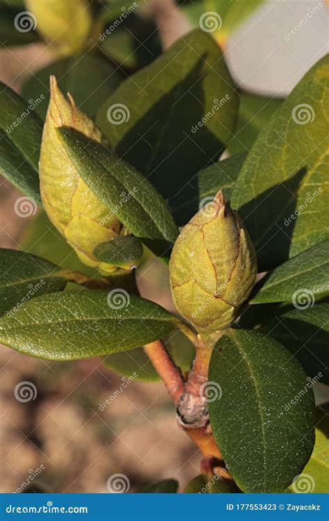 Spring Leaves And Flower Buds Of Rhododendron Shrub Growing In Garden